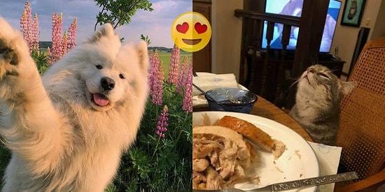 21 Animal Posts to Prove that They Are Our Furry Copies