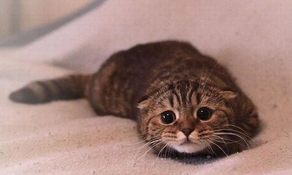 Философия вам не по зубам :(