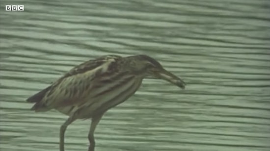 1970 Yılında Türkiye ve Doğası: İkinci Bölüm