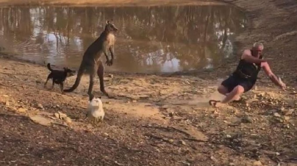 Köpeklerini Korumak İsterken Kangurunun Saldırısına Uğrayan Adam