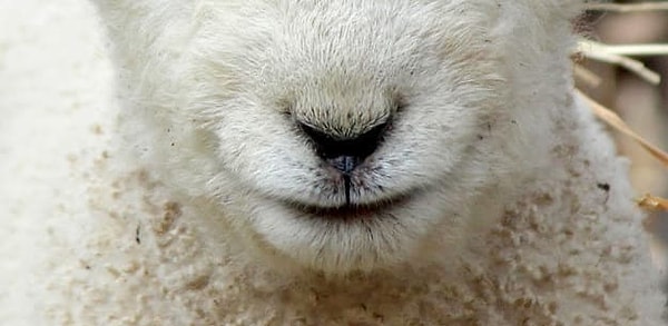 2. Тут тоже все несложно. Чей это нос?