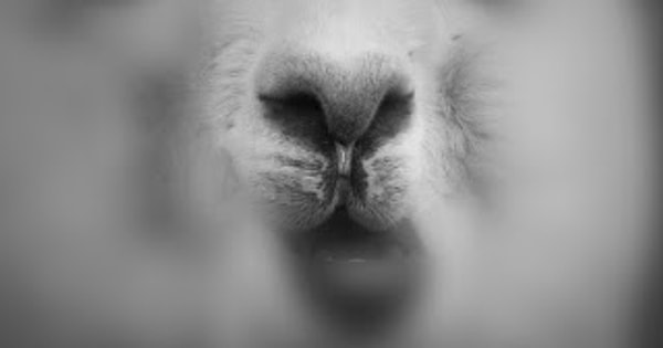 3. Чуть-чуть усложняем. Чей это симпатичный носик?