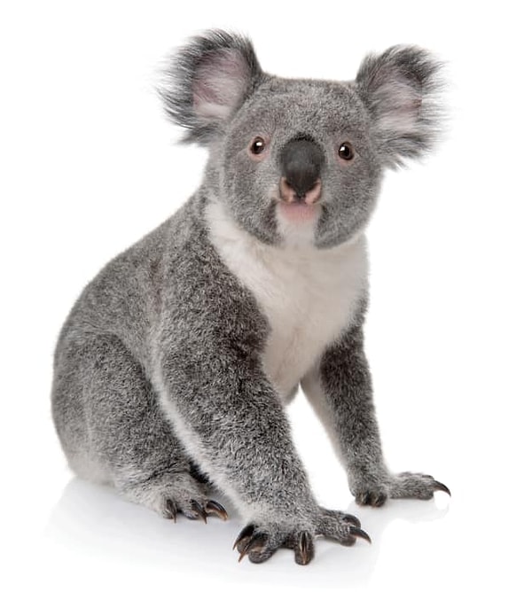 Посмотреть ответ: