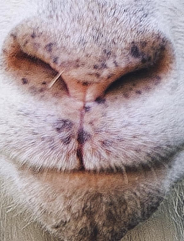 6. А это у нас кто?