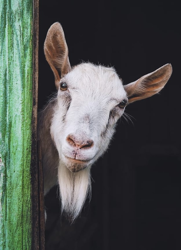 Посмотреть ответ: