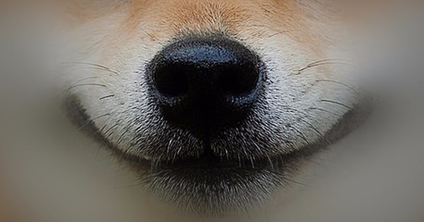 5. Это, конечно же...