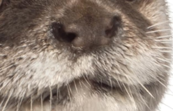 8. Кто это? (Подсказка — Бандероль Кукумберс)