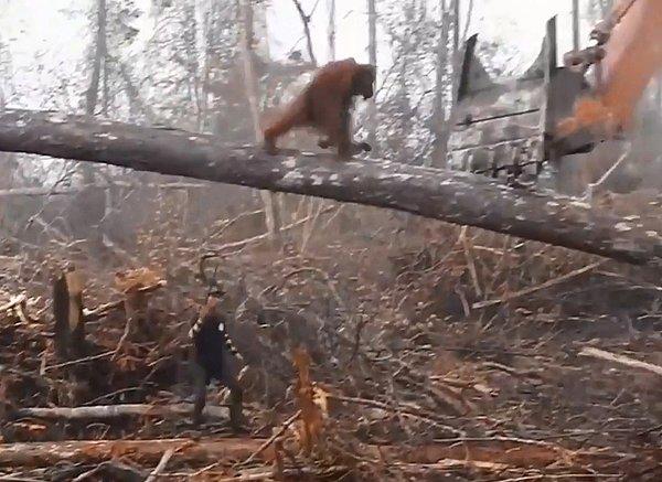 Hayvanlar için hayırsever insanların bulunduğu topluluk ise bu konuda şu açıklamayı yaptı: "Bu çaresiz orangutan, etrafındaki her şeyi çoktan mahvetmiş olmasına rağmen bir buldozeri durdurmaya ve evini korumaya çalışıyor."