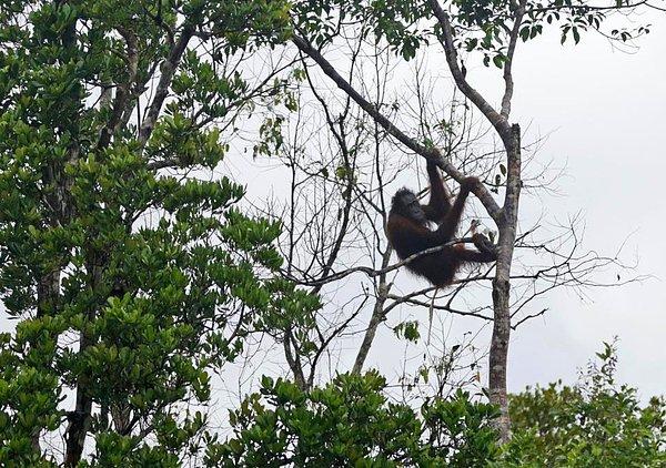 Bu ormanlar 1,200'den fazla orangutana ev sahipliği yapıyor. Umarız bir an önce insanlar ormanları tahrip etmekten vazgeçer ve bu canlılar da yaşam savaşı vermekten kurtulur.