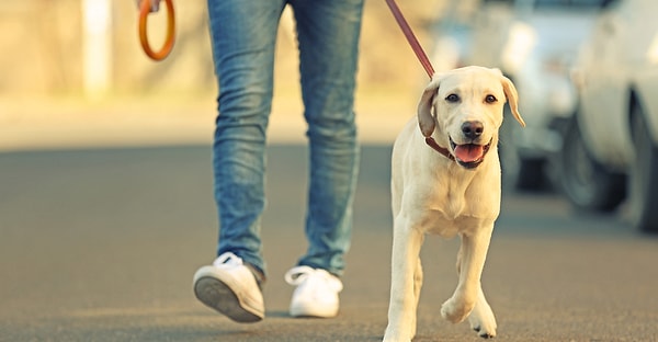 8. Итак, вы прогуливаетесь по улице и проходите мимо человека с собакой. Ваши действия: