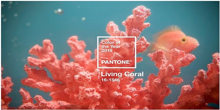 2019 Yılının Rengi Belli Oldu: Canlı Mercan Rengi!