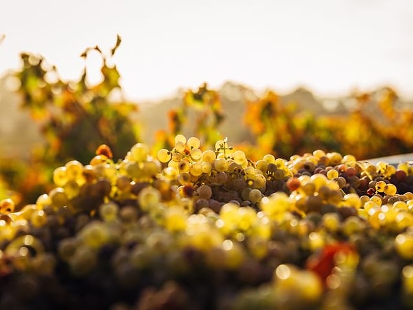 4. В какой стране первыми додумались выпускать коробочное вино?