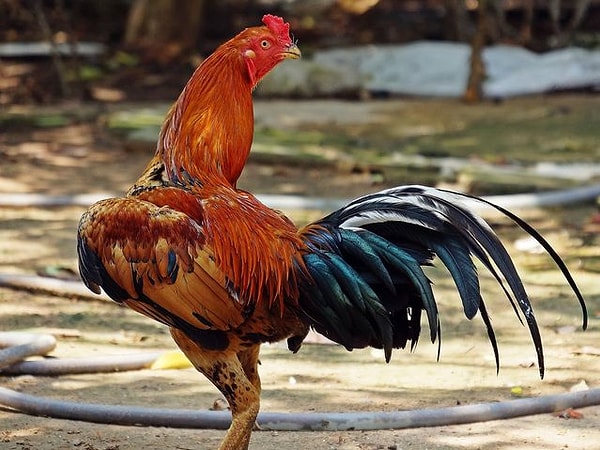 5. В какой стране провели первые петушиные бои?