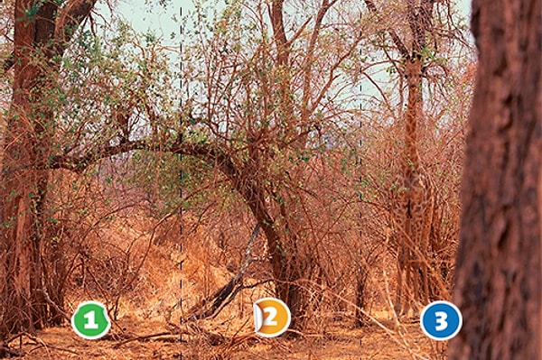 8. Кажется, в зарослях под ветки маскируется жираф. В какой части картинки он находится? 🦒