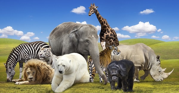 12. Выберите любое животное: