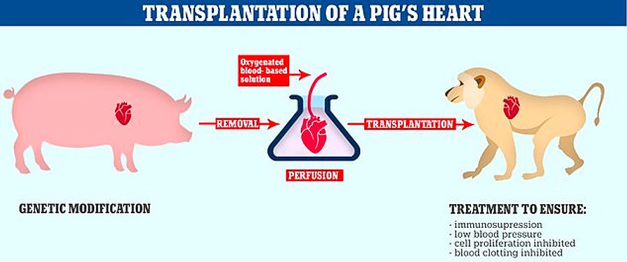 Сердце поросенка. Ксенотрансплантация в христианстве. Ксенотрансплантация бык.