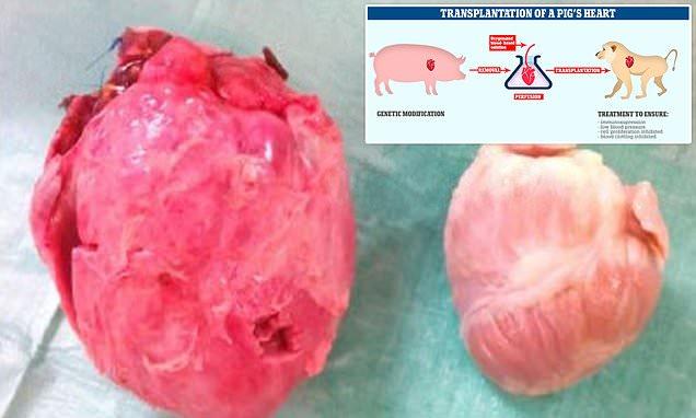 domuz sağlığı bayt kalp