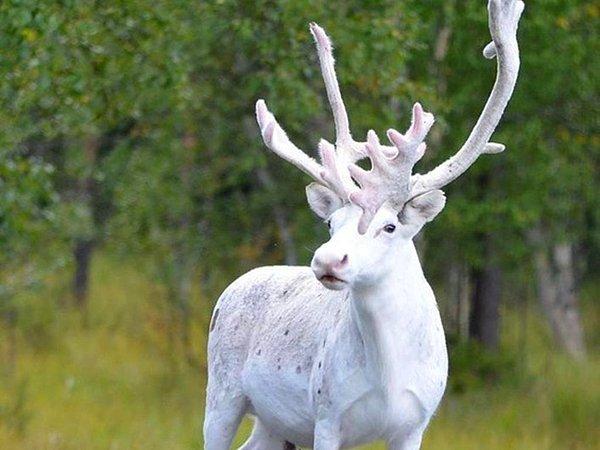 Birkaç yıl önce de İsveç'te bir fotoğraf sanatçısı beyaz bir ren geyiğinin fotoğrafını çekmişti. Sib Poijoin Mala'nun çektiği karede, orman yolunun kenarında bekleyen beyaz bir geyik görülüyor.