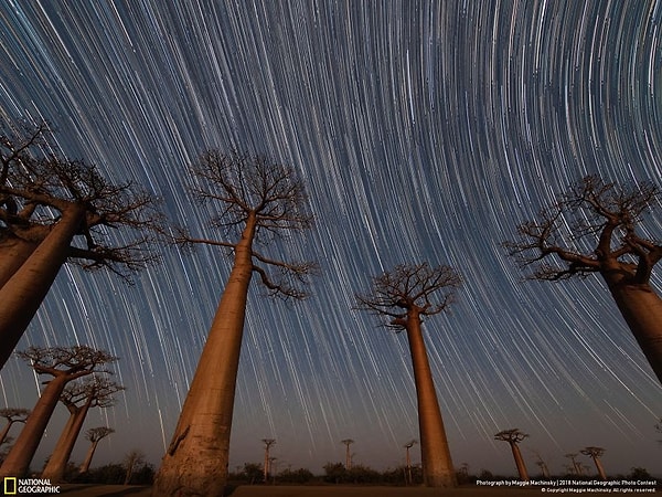 13. Выбор народа: "Баобабы Ван Гога"