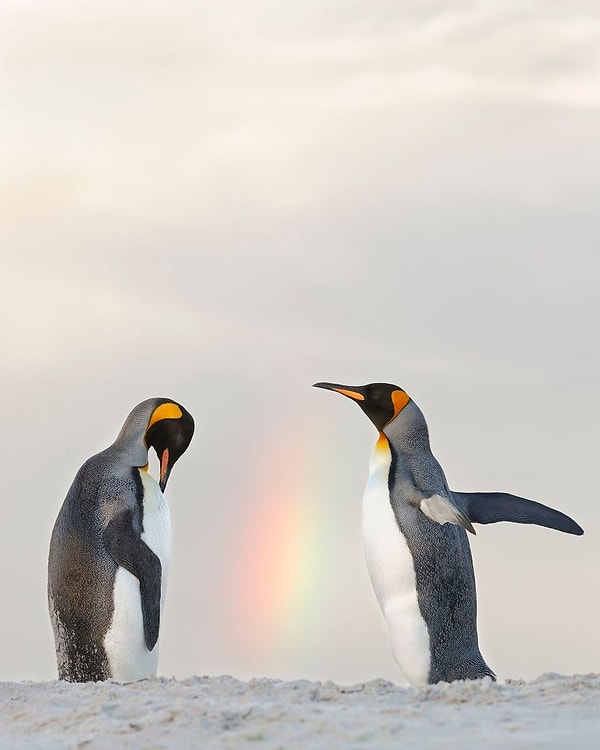 17. "Там, где кончается радуга"