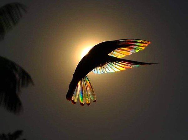 15. Güneşte bir sinek kuşu.