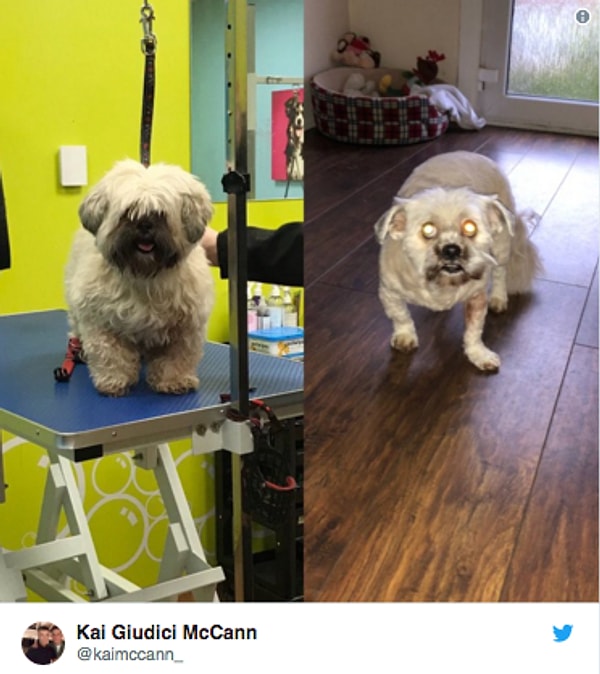 18. "Волшебное" преображение: кажется, собака справа что-то да употребляет...