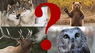 Sen Hangi Soğuk İklim Hayvanısın?
