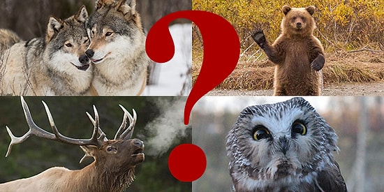 Sen Hangi Soğuk İklim Hayvanısın?