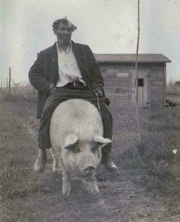 3. Начало 20 века. Люди зачем-то ездят на свиньях. В чем причина?