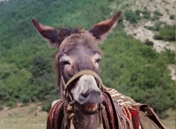 5. Где вы могли видеть этого симпатягу?