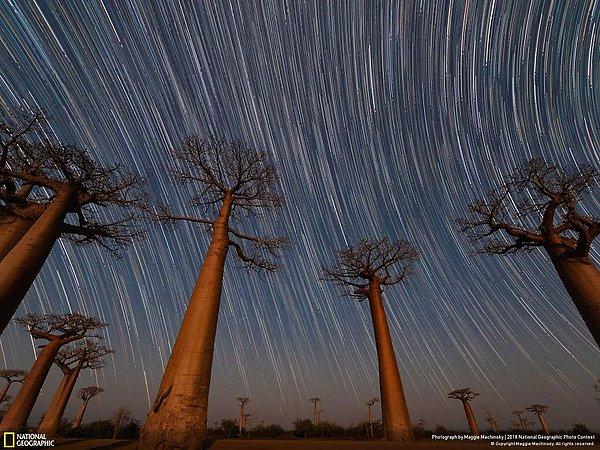 33. Halkın seçimi: Van Gogh Baobab Ağaçları, Maggie Machinsky:
