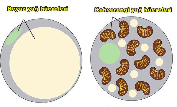 Yağın iki türü vardır: Beyaz ve kahverengi. Göbeğin, kalçanın ve uylukların çevresinde sistemimizin ısıtılmasından sorumlu kahverengi yağ hücreleri bulunur.