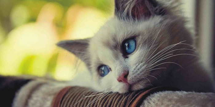 Mutlu Olmanı Engelleyen Şey Ne?