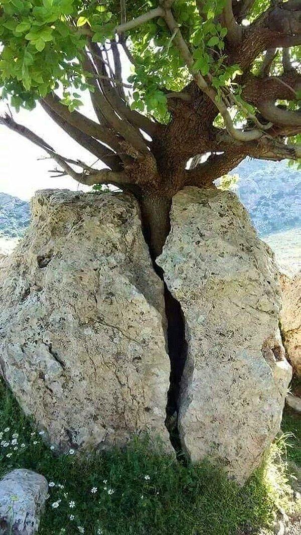 7. Kayanın içerisinden büyüyen ağaç...