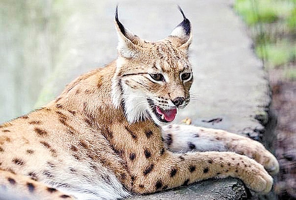 7. Какой представитель семейства кошачьих изображен на этом фото?