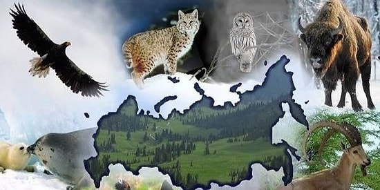 Тест: Сможете ли вы угадать всех животных, которые обитают в России, по фото?