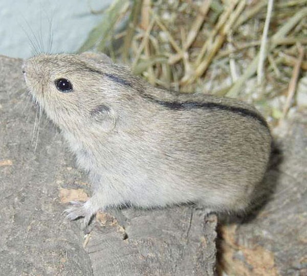 3. Это представитель семейства хомячковых.