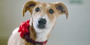 Onlar Hediye Değil! Yeni Yıl Hediyesi Olarak Köpek Sahiplenmeyin!