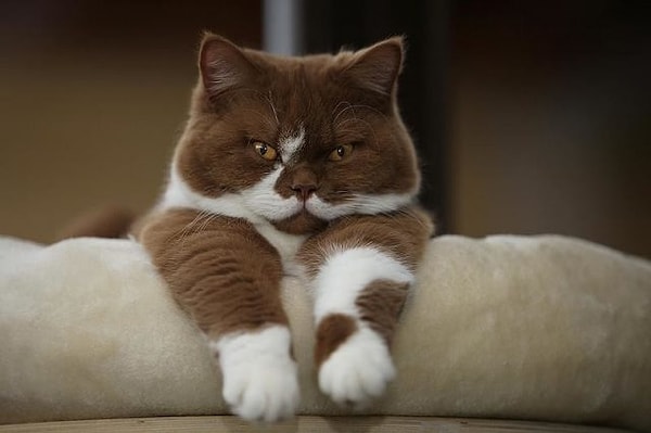 Вы стремитесь к гармонии