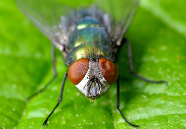 6. Мухи видят мир в слоумо (замедленной съемке)