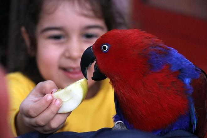 Aydın'da Bir İlkokul Müdürü Çocuklara Hayvan Sevgisi Aşılamak İçin Kurdu: 'Sevimli Kanatlar' Kuş Parkı