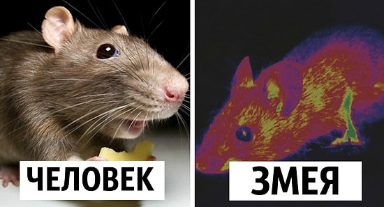 Как животные видят наш мир (магнитные поля, слоумо и ультрафиолет)