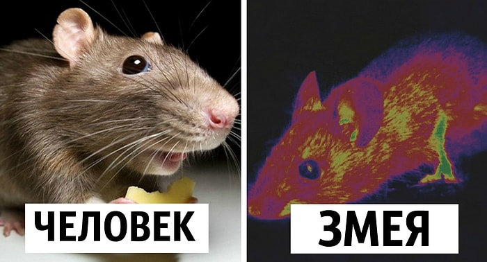 Как животные видят наш мир (магнитные поля, слоумо и ультрафиолет)