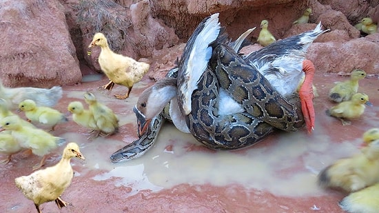 Yavrularını Kurtarmak İçin Kendisini Dev Pitonun Önüne Atan Cesur Anne Kaz