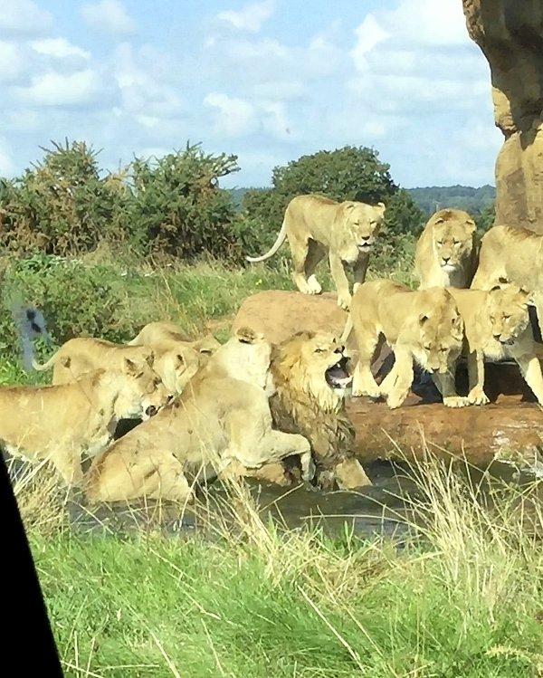 Erkek aslana dişlerini geçiren dişi aslanların ürkütücü görüntüleri İngiltere'deki West Midlands Safari Parkı'na ait.