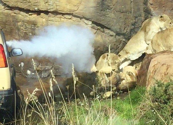 Bakıcılar hemen olay yerine geldiler ve aslanları ayırmak için yangın söndürme tüpü kullandılar.