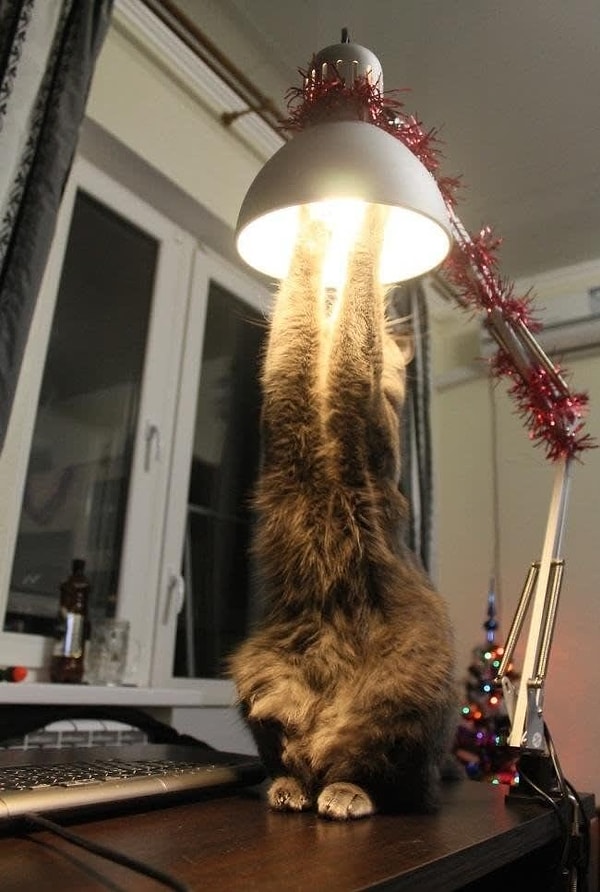 22. Запуск ракеты? Ан нет, просто котейка