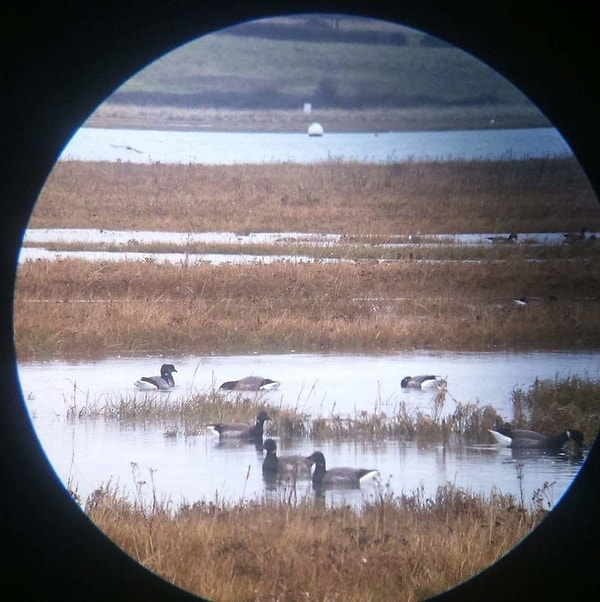 23. Снимок Юпитера? Нет, вот теперь это и вправду уточки! :)