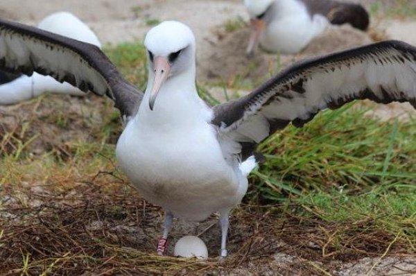 Wisdom, tıpkı diğer albatroslar gibi okyanuslar aşarak uçuyor, çiftleşiyor ve yumurtluyor.
