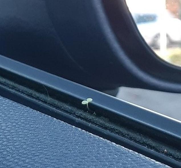 11. “This tiny plant growing in my car window”